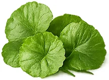 Centella asiatica (Tigergras) — Pflanzenextrakt in {{OFFER_NAME}}